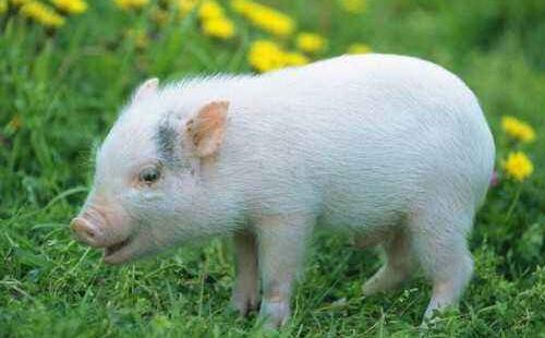 让属猪的人遇到桃花劫的生肖是什么 属猪人的桃花劫时间