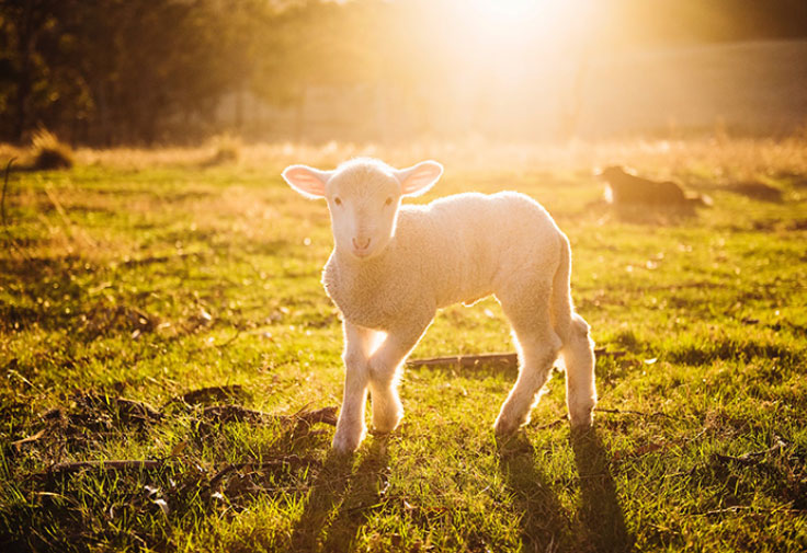 生肖属相羊在2022年的运势以及注意月份 生活幸福四月运程波折