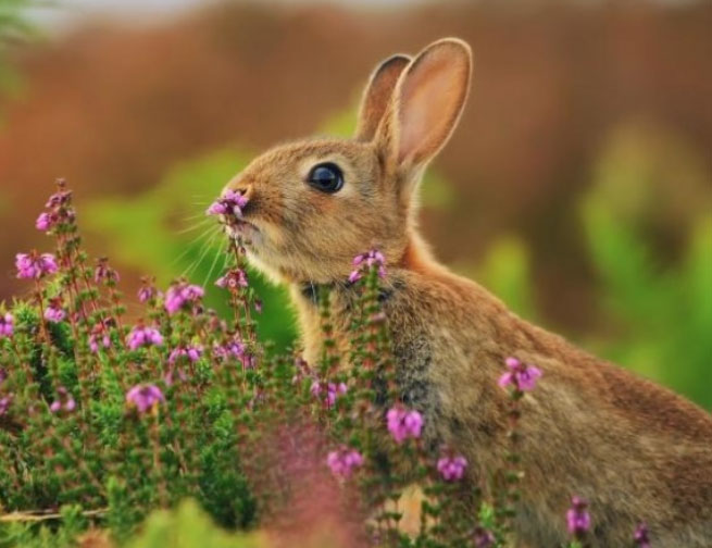 生肖属相兔人永远最旺的颜色，生肖属相兔人的终身幸运颜色