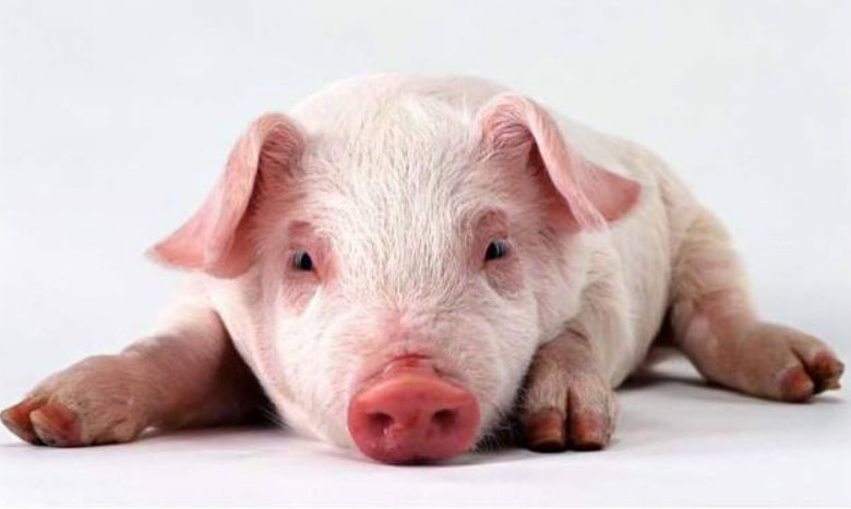 生肖猪2022年运势及运程 属猪的2022年多少岁