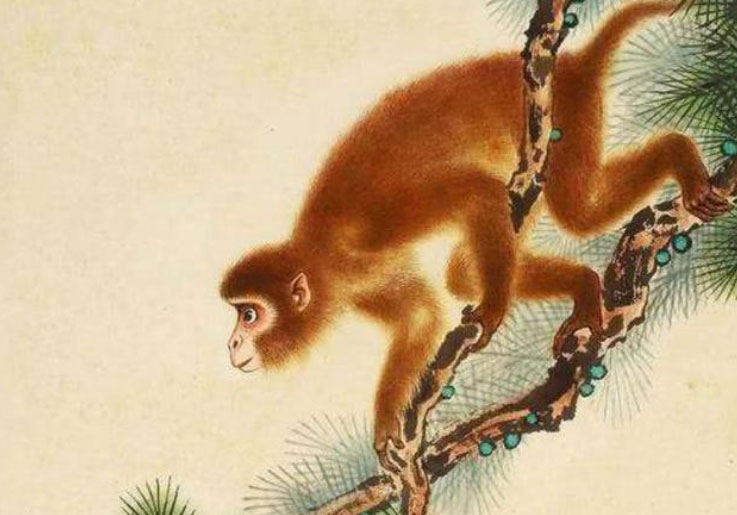 68年属猴女为什么不好，几月出生命不好
