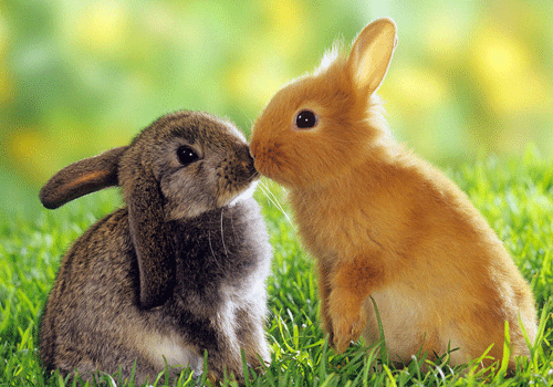 2022属兔的怎么催桃花，适合和哪些生肖谈恋爱