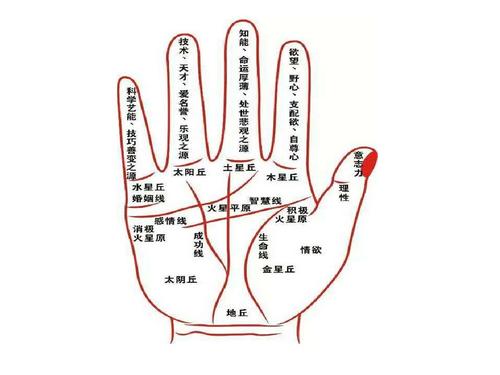 什么眉毛最好