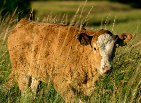 生肖属相牛人命最差的农历月份，生肖属相牛生在几月命不好